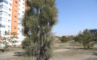 /PARKLAR/GÖNÜL YOLU AĞAÇLANDIRMA ALANI/1s8a1321.JPG