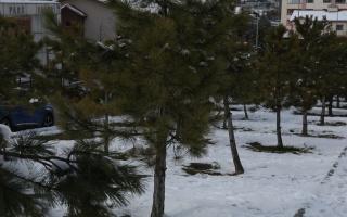 /PARKLAR/AY AĞAÇLANDIRMA ALANI/1s8a0334.JPG