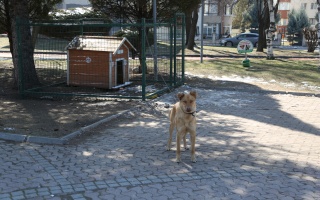 /PARKLAR/KERKÜK PARKI/1s8a1277.JPG