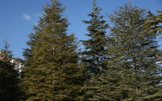 /PARKLAR/YURTKENT AĞAÇLANDIRMA ALANI/1s8a2669.JPG