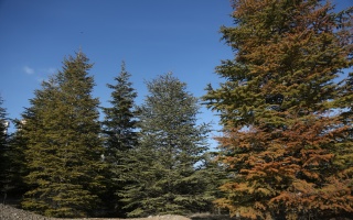 /PARKLAR/YURTKENT AĞAÇLANDIRMA ALANI/1s8a2673.JPG